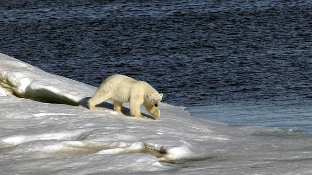 Arktis kan få bredbånd