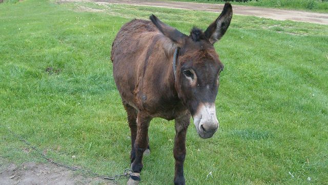 Advarer mot norske «muldyr»