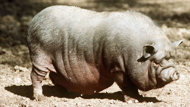 Nettsidene blir større