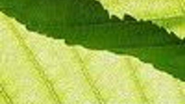 Tilbyr gratis sjekk av bedriftens lisenser