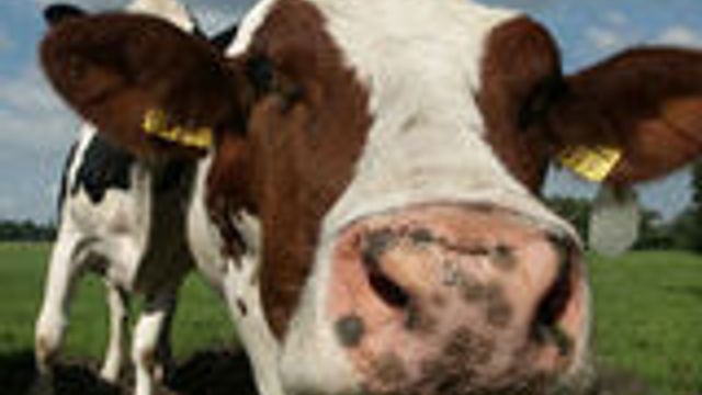 Lever fett på gamle tele-systemer