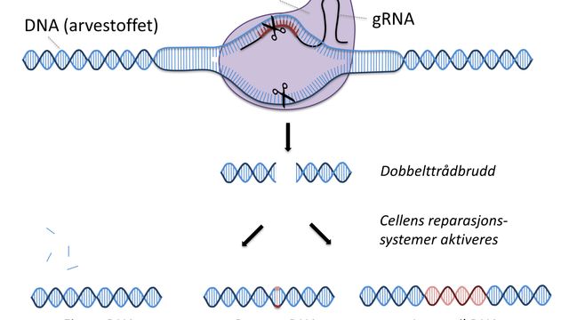 DNA-teknologien fjerner syke gener. Her kan kuren for HIV og kreft ligge
