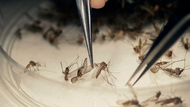 Slik utvikler de Zika-vaksine – uten smittebærende materialer
