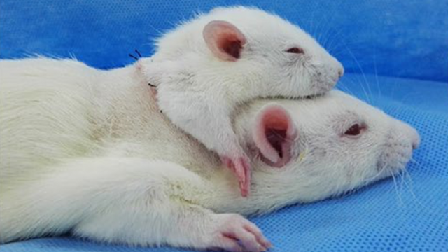 Hodetransplantasjon: Rotter overlever med et ekstra hode