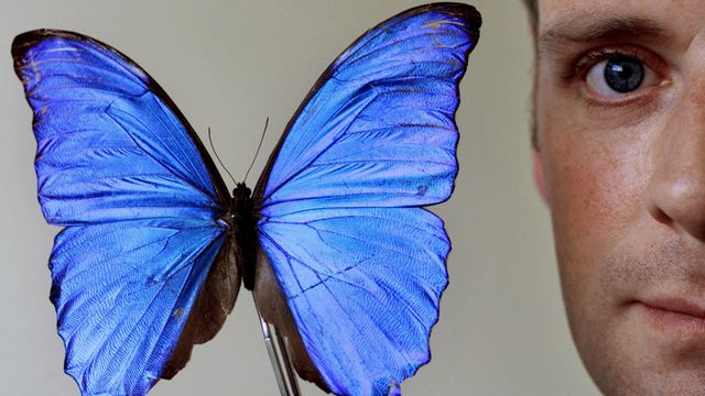 Møll og peruansk sommerfugl kan gjøre solceller mer effektive