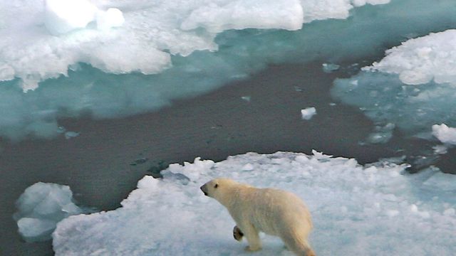 Mener myter om nordområdene må avlives: – For mange ser for seg isfjell og isbjørner overalt