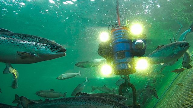 Dette kameramonsteret kan bli en ny robotfisk