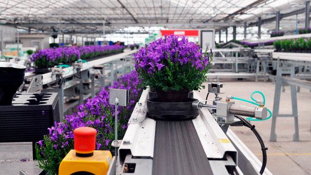 Disse robotene har grønne fingre: Kan pakke opptil 50.000 blomster og planter i døgnet