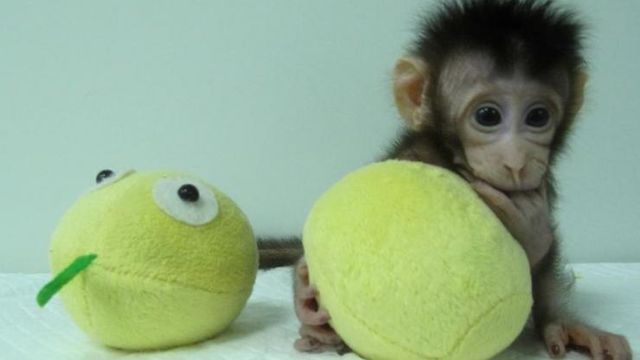 For første gang: Kinesiske forskere kloner primater
