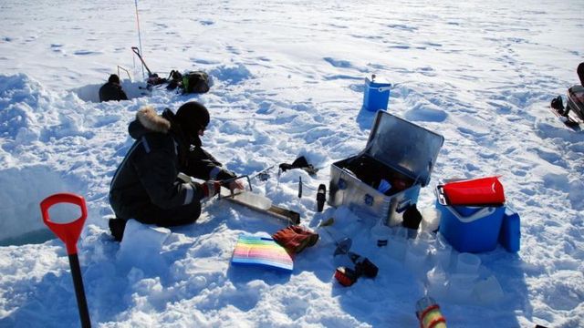 Grønlandske isalger setter verdensrekord: Vokser nesten uten noe lys
