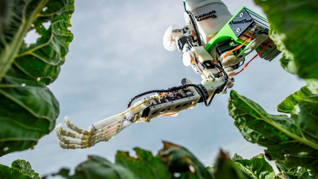 Robot skal plukke blomkål like presist som et menneske