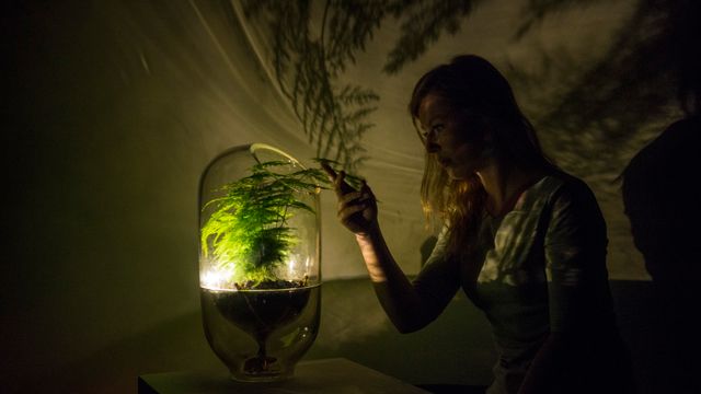 Hun lager lamper som drives av fotosyntesen