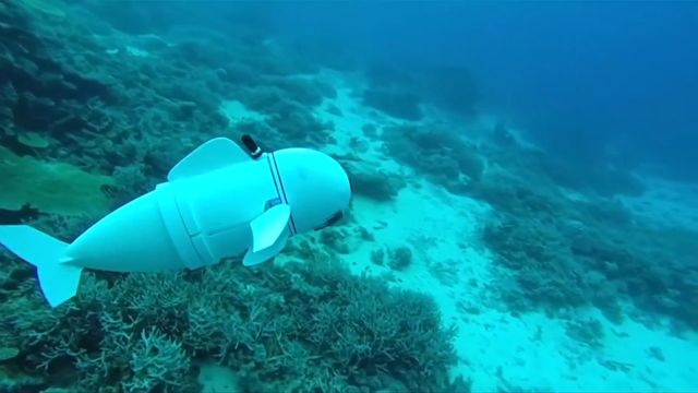 Robotfisken SoFi svømmer med stimen mens den måler forurensning