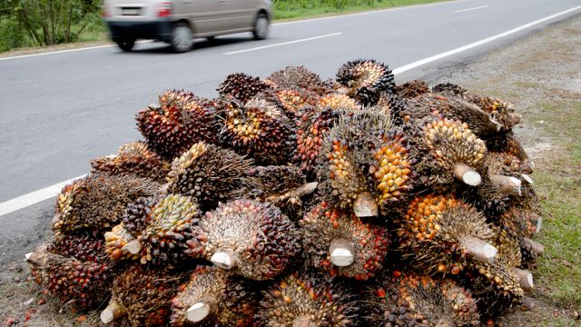Alle er overrasket over at Norge kjører på palmeolje - forklaringen kan være «klimablindhet»
