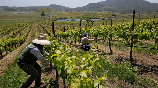 Klimaendringer tvinger vinindustrien til å tenke nytt