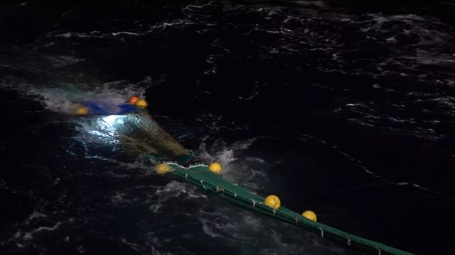 Nå slipper forskerne å drepe fisken for å telle den