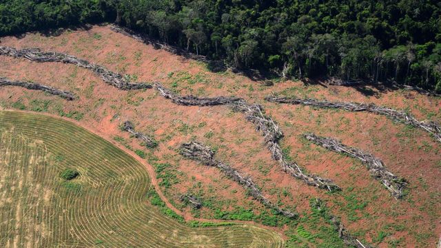 Norge øker støtten til vern av Brasils regnskog - Brasil truer med økt avskoging