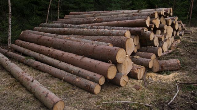 Klimafokus sender tømmerprisene til himmels
