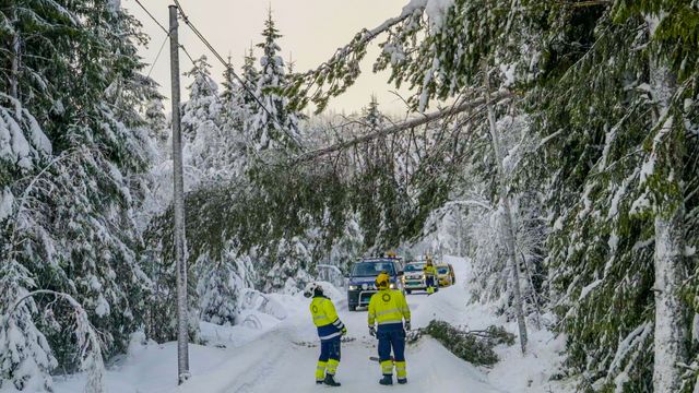 Kraftselskap kan spare millioner med big data - skal forutse når trær faller over kraftlinjer