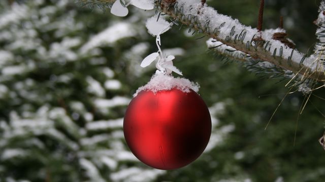 Det tar 13 år å dyrke fram et juletre. Nå skal forskere få det til å vokse raskere