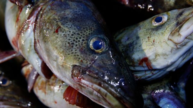 Dyster utvikling for fiskebestanden i svenske farvann