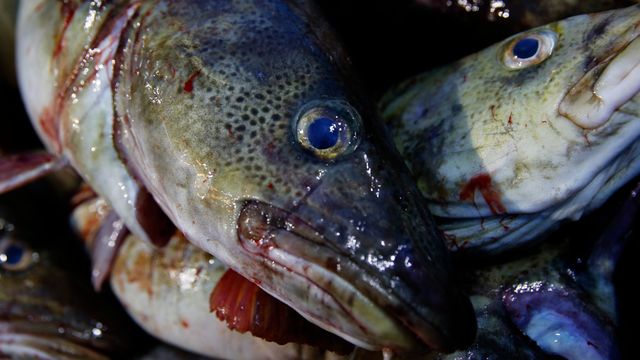 Dyster utvikling for fiskebestanden i svenske farvann