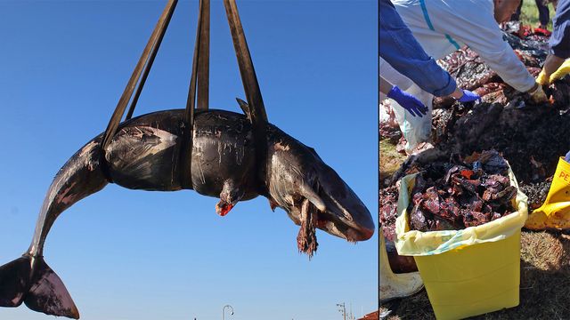 WWF advarer om plast i Middelhavet etter hvaldød