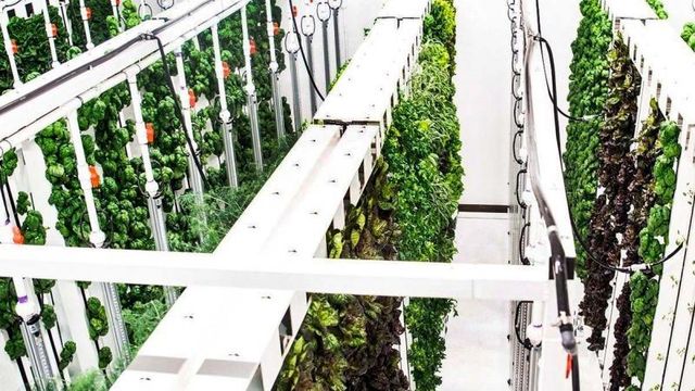 Maskinlæring og mer effektive LED-lamper øker utbredelsen av vertikale farmer