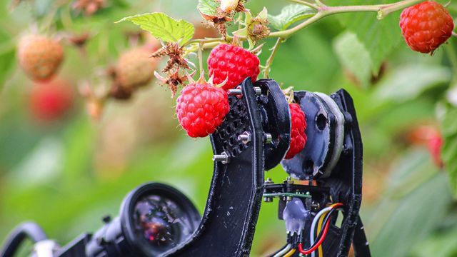 Nå kommer roboten som plukker bringebær