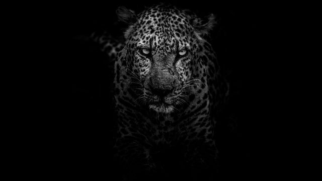 Er jaguar et kjøretøy eller kattedyr? Algoritmer pøser ut CO<sub>2</sub> for å forstå språket vårt