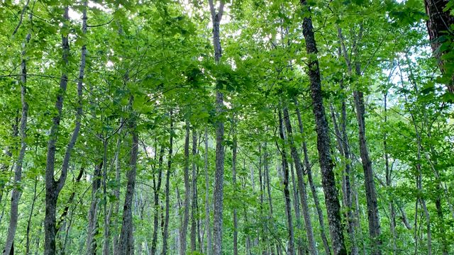 Rapport: Verneverdig skog hogges, uinteressant skog får stå