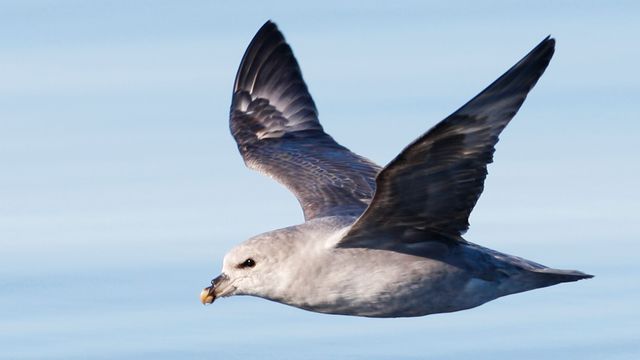 Dansk studie: Over ni av ti døde havhester svelget plast