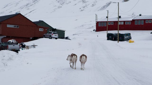 Forskere mener klimaendringer har tatt livet av mange rein på Svalbard