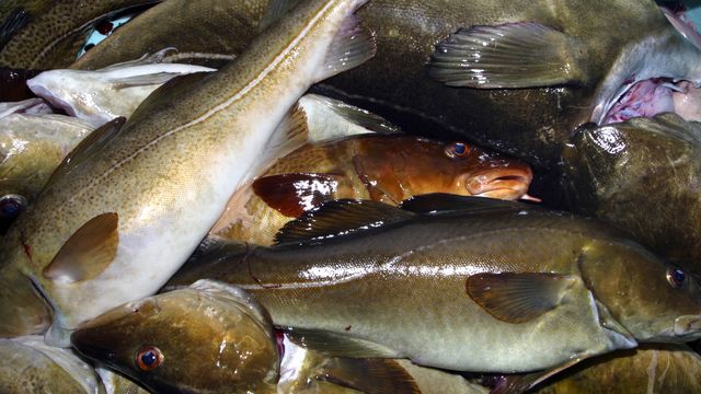 Forskere: – Næringsgrunnlaget for torsken har kollapset