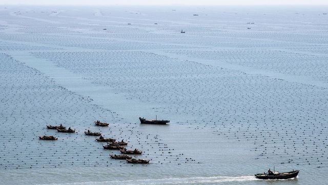 Tror på mer enn femdobling av sjømat innen 2050 – men ikke fra laks