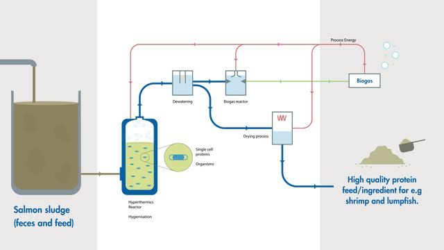 Slik vil de tjene penger på fiskeslam