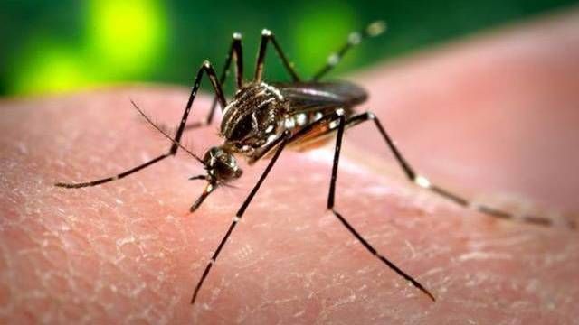 Genmodifisert mygg kan ha skapt en enda verre hybrid