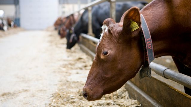 Nå finner forskere nytt våpen i kampen mot metanutslipp fra kyr