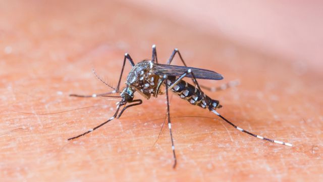 Tre personer smittet av zika-virus i Europa