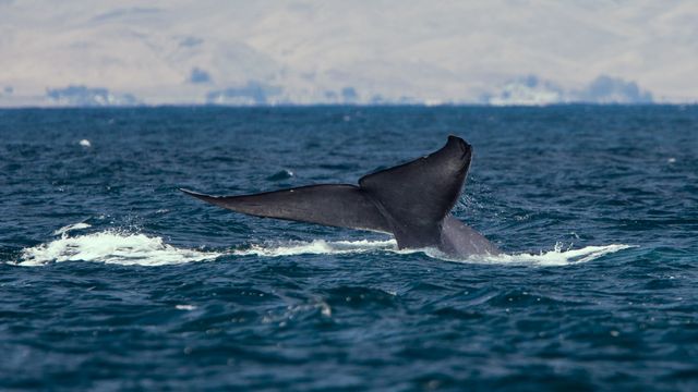 To slag i minuttet: Forskere har målt blåhvalers hjerterytme