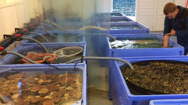 Kamskjell kan bli det nye oppdrettseventyret, men foreløpig sender vi yngelen ut av landet
