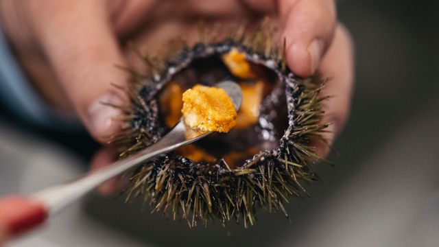 Urchinomics vil starte kråkebolleoppdrett på Vestlandet og samtidig lagre CO₂