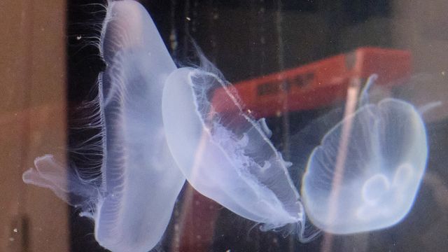 Bioniske glassmaneter kan gi nye svar på forandringer i havet