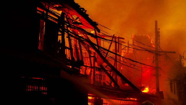 Ved å kopiere bark fra furu som kun vokser på Kanariøyene, håper forskerne å få en mer brannhemmende maling