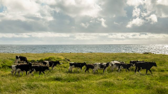 Politisk strid om jordbruksareal skal bli datasenter