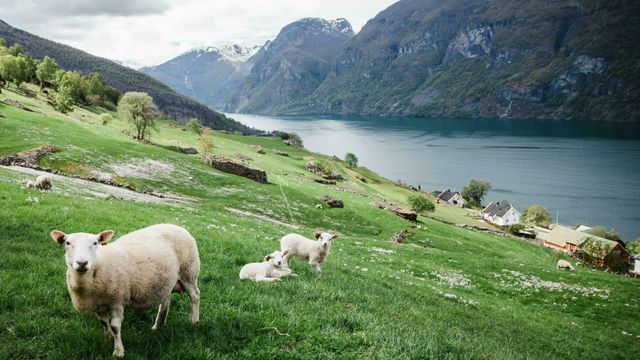 – Kjøtt er viktig for bærekraftig og klimavennlig matproduksjon i Norge