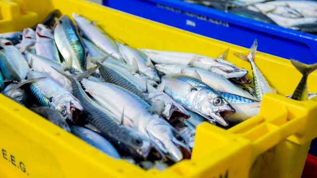 Det er mulig å fjerne lukt og smak fra fiskeproteiner
