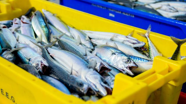 Det er mulig å fjerne lukt og smak fra fiskeproteiner