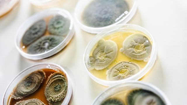 Nytt materiale skal fange og drepe mikrober, inkludert luftbårne virus