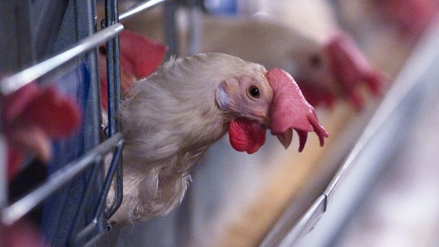 Høner blir bindemiddel i betong. Mobilt slakteri skal gjøre flere til mat i stedet